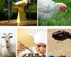 IBE – Initiatives – Promising Strategies IBE - Initiatives - Promising Strategies