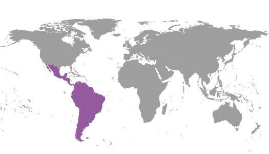 IBE Regional Commitee – Latin America IBE Regional Committee Latin America