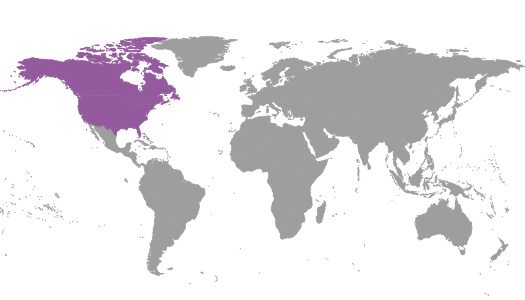 IBE Regional Committee North America