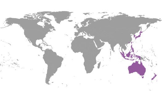 IBE Regional Commitee – Western Pacific IBE Regional Commitee - Western Pacific