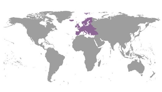 IBE Regional Committe – Europe IBE Regional Committees Europe
